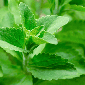 <p>Glucósidos de esteviol de la stevia