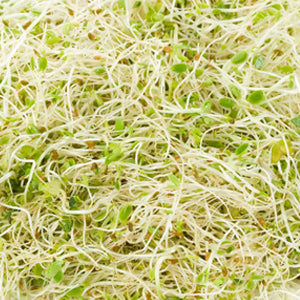 <p>Polvo de alfalfa